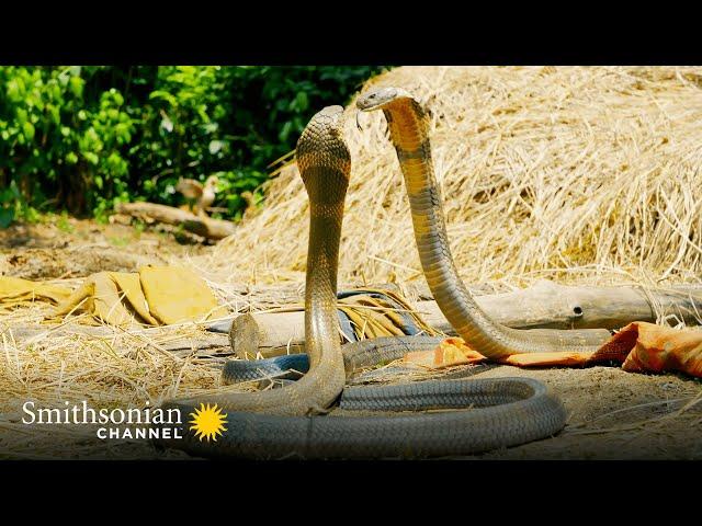 Intense: Two King Cobras Fight for a Nearby Queen  Into the Wild India | Smithsonian Channel