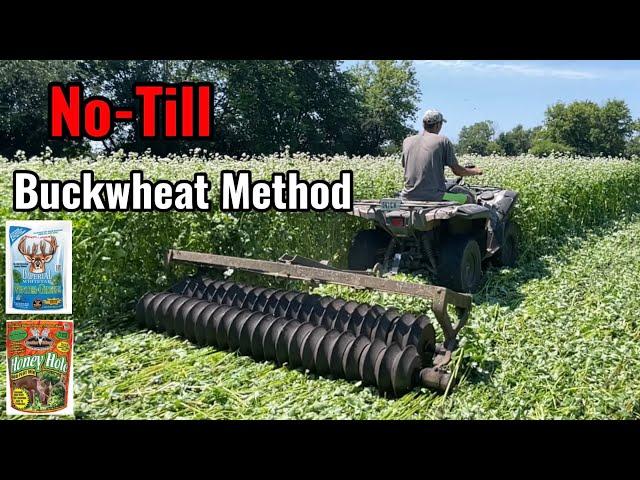 No-Till Brassica Food Plot into Buckwheat Method