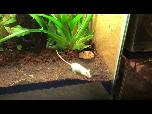 Surinam Horned Frog devours mouse