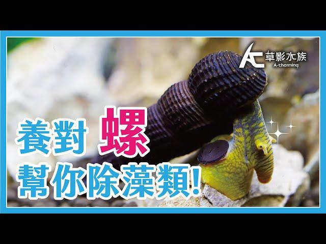 養螺除藻怕爆缸?! 那就養這些!｜AC草影水族