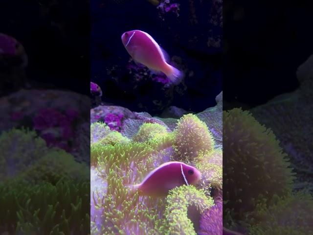 #aquarium