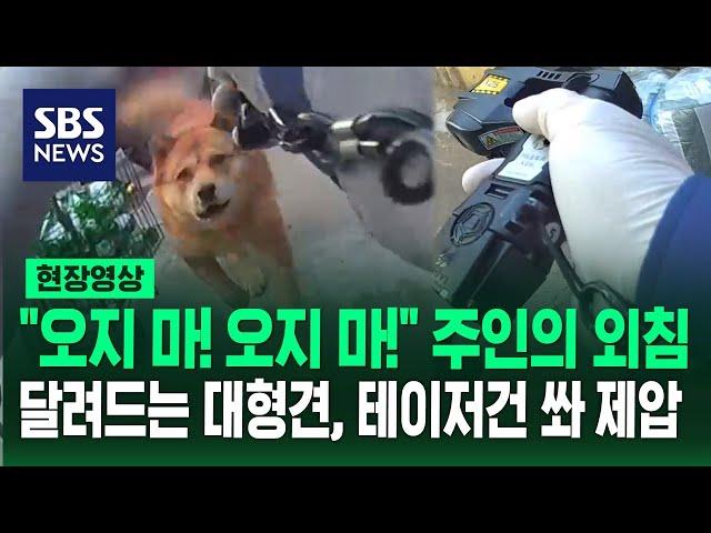 10년 넘게 키워준 주인 공격한 40kg 대형견, 경찰관에게도 달려들어 테이저건 쏴 '제압' (현장영상) / SBS