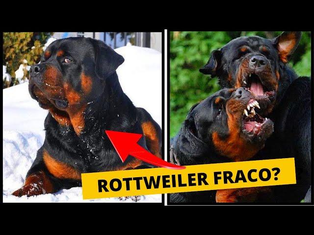 12 raças de cães que PODEM vencem um Rottweiler