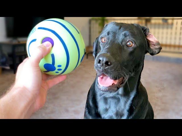 Labrador Reviews Amazon's Top Rated Dog Toys!!