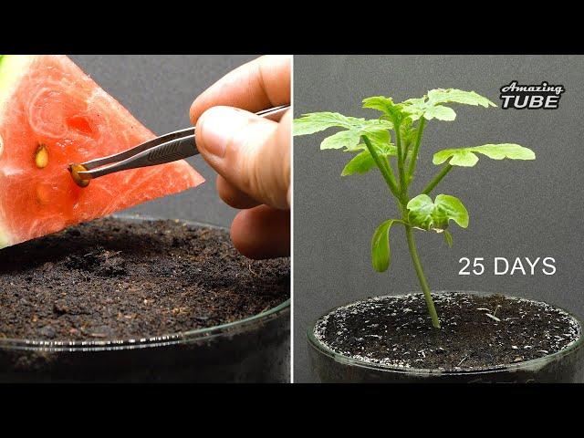 Growing watermelon from seed Time lapse 25 Days