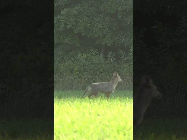 Mad Coyote Gets Blasted! #foxpro #coyote #hunting #shorts