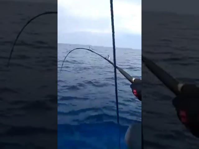 BLUE MARLIN NYA BERULAH LAGI #shortvideo #fishing #youtubeshorts #shots #mancingmania