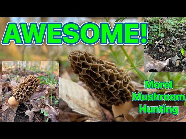 This was an AWESOME MOREL MUSHROOM find. TIPS in the video #mushroomhunting #morels #mushroom