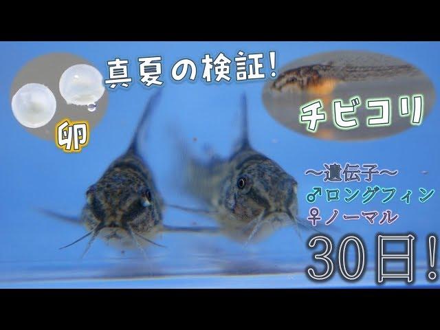 【毎日記録】青コリの卵からの生後1カ月までの記録だぜ！ロングフィン×ノーマル。品種はコリドラス・パレアタス！【ふぶきテトラ】