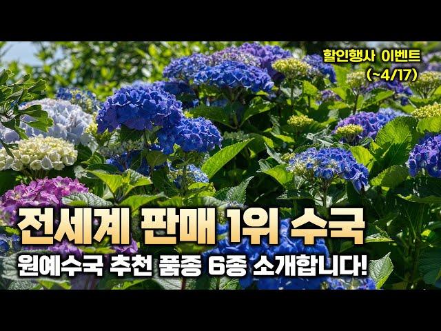 (~4/17일(수)까지) 전세계 판매 1위 수국! 원예수국 추천품종 6종을 소개해드립니다.