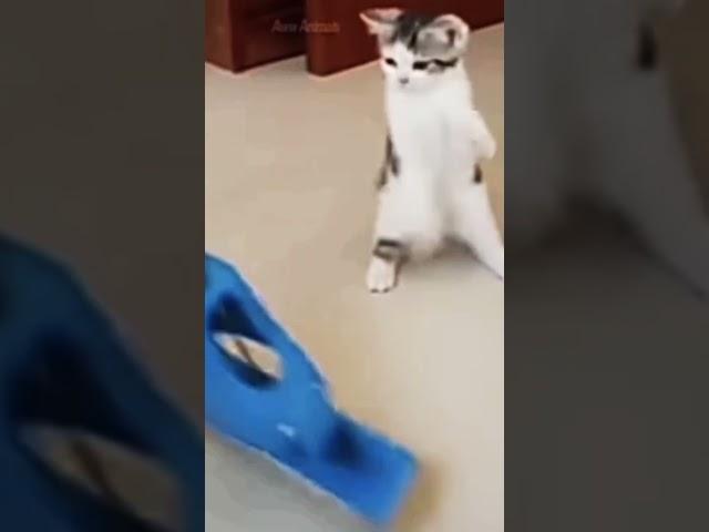 Funny cats- Cute and baby cat video compilation #1 Reino Animal #Aww Animals # funny plox