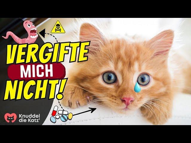 Musst du deine Katze 4x jährlich vergiften, um sie zu schützen?