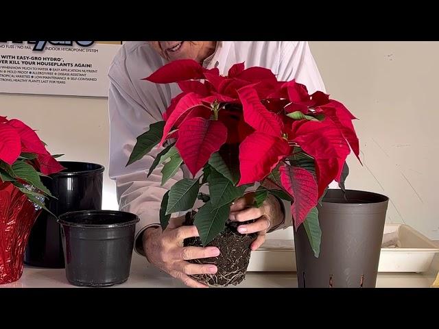 Never Worry About Watering Poinsettia’s Again