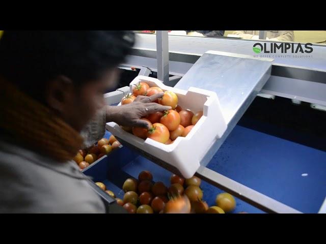 OLIMPIAS S.A. | Sorting and Grading line for tomatoes in Saudi Arabia.