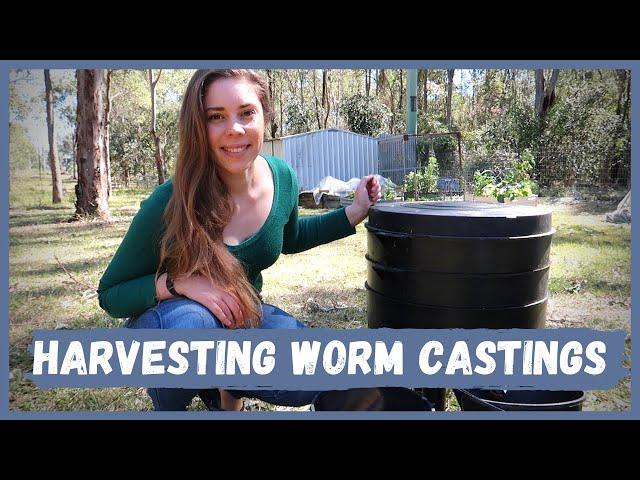 Harvesting and Using Worm Castings