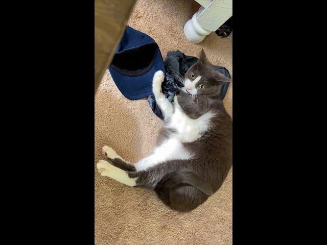 Cat Wallowing In Dirty Gym Clothes