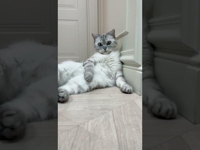 Ириска в шоке.