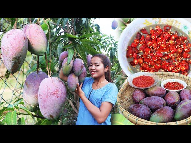 Amazing  eat purple mango with chili salt and shrimp paste and fish paste | SIS Cooking TV