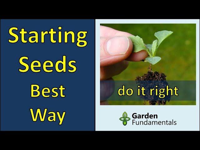 Starting Seeds - The Best Way | Compare 5 Seeding Methods