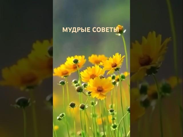Мудрые советы #цитаты #мудрыеслова #мудрость #рекомендации #мотивацияивдохновение #жизнь #друзья