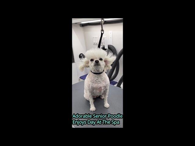 Mini Poodle Transformation! | Adorable Mini Poodle Gets Groomed