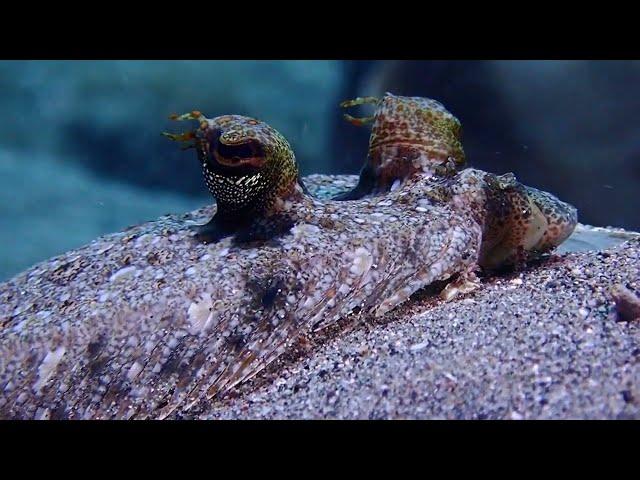 Amazing independent eye system of a flounder fish