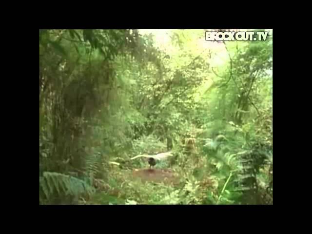 Amazing Lyre Bird can imitate Dubstep and Drum n Bass!