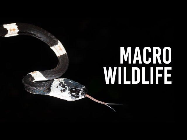 Macro Wildlife Photography in the Amazon Rainforest