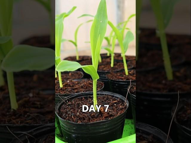 Container garden- Corn Seedling Tips #seedling_project #corn #gardening #v87garden