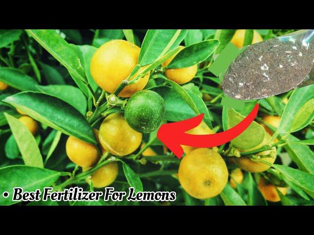 Best Organic Fertilizer For Lemon Plant - Pure Greeny