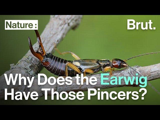 Why Does the Earwig Have Those Pincers?