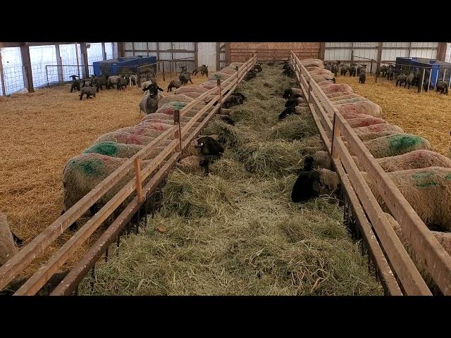 Sheep Farming: How Our Lamb Rearing Barns Are Set-up