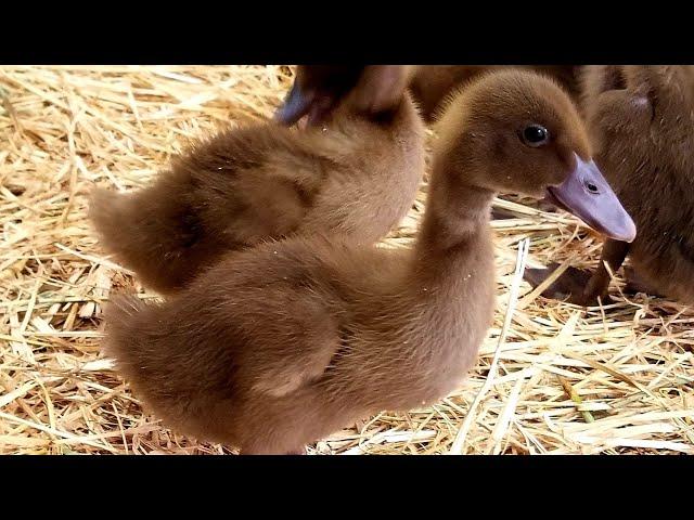 The Beginner's Guide To Raising Ducklings (Days 1-14)