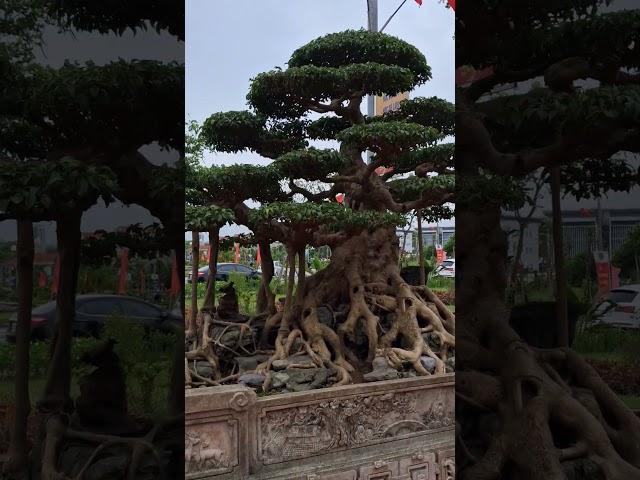 ngắm cây Sanh nghe chuyện CAMPUCHIA
