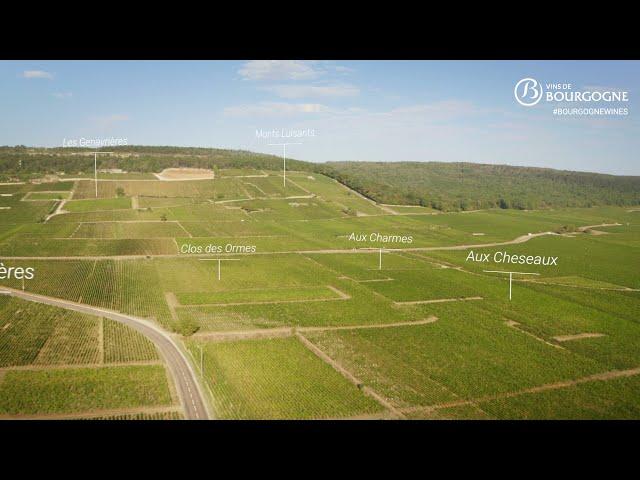 An overview of Morey Saint Denis appellation