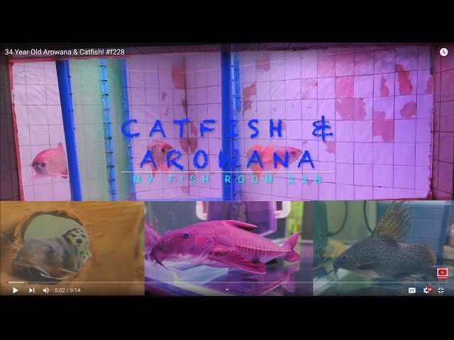 34 Year Old Arowana & Catfish! #f228