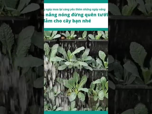 Bức vườn tường cải Kale - cây giống cải Kale Vườn Sài Gòn 0827997777