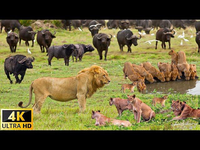 4K African Wildlife: Wild Animal Discovery and Beautiful Wildlife Movie in African With Real Sounds