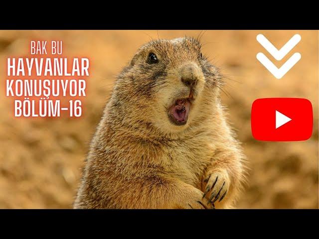 KOMEDİ | KOMİK VİDEOLAR | KEDİ | KONUŞAN KEDİLER | KOMİK HAYVAN VİDEOLARI #2022 (BÖLÜM 16)