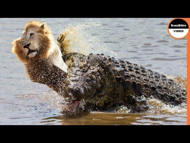Crocodile Strikes And Kills a Lion in Front of His Brother !!