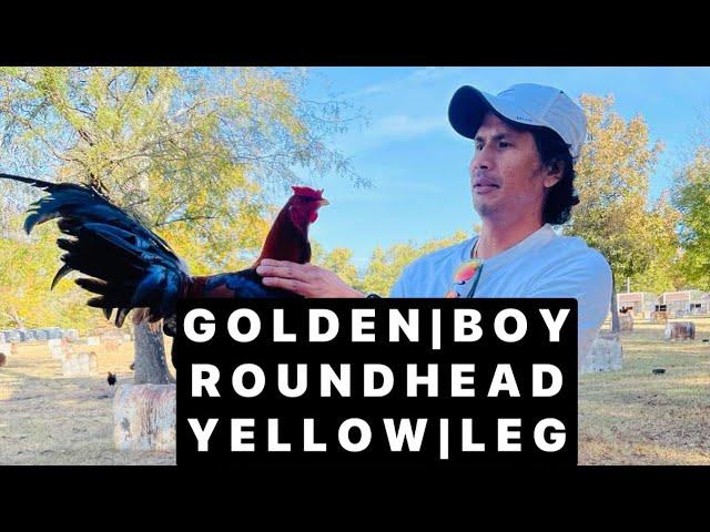 GOLDENBOY | ROUNDHEAD | YELLOW | LEG…GILLIAM FARM