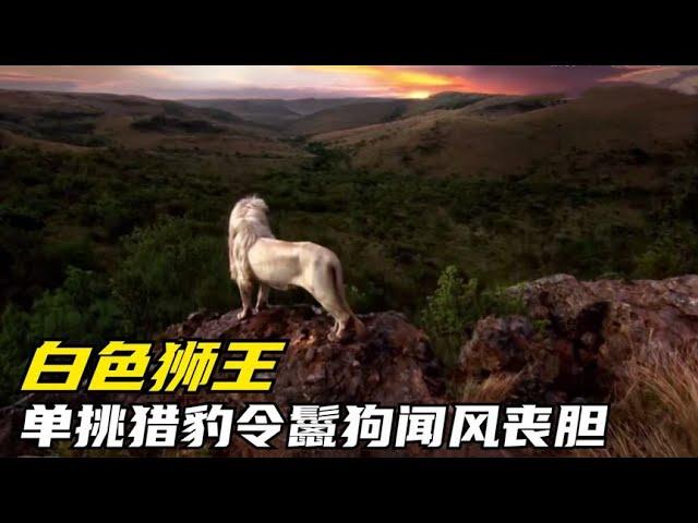 白色獅王傳奇：獨戰大象，令鬣狗聞風喪膽，躲過獵人追殺破繭登王