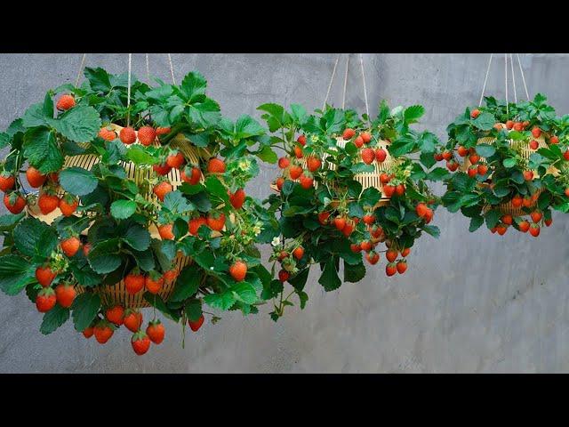 easy and quick way to grow strawberries hanging in plastic baskets for lots of fruit