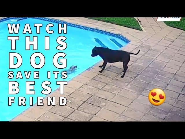 WATCH: Dog Saves His Pomeranian Buddy from Drowning in Swimming Pool in Incredible Video #poolrescue