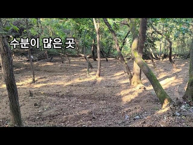 산양삼 심어서 고소득 올리려면  대량생산이......