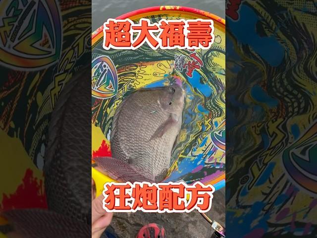 超大福壽魚大牛配方#fishing #吳郭魚 #tilapia #大魚 #福壽魚 #tilapia