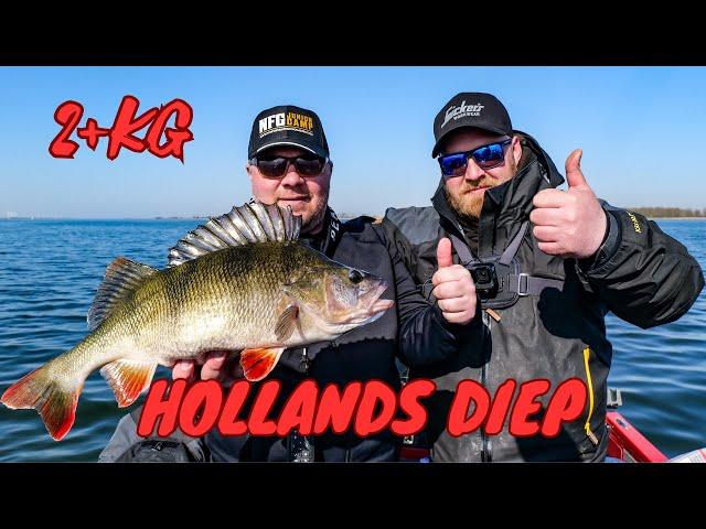 Hollands diep - trofej asari