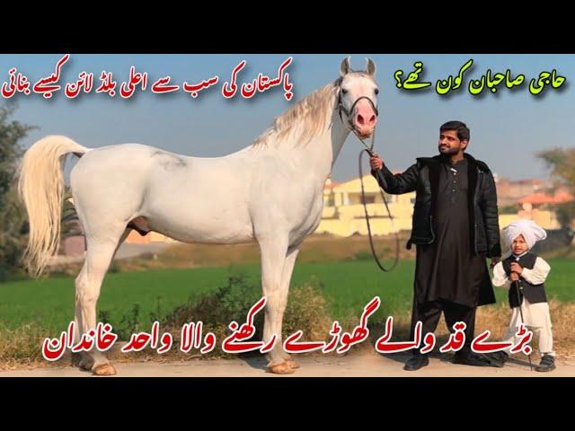 Pakistani Desi Horse Breed | Big Hight Ghody