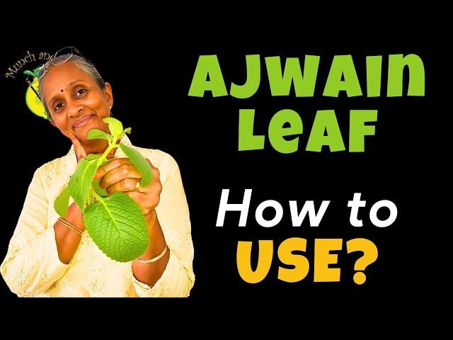 How to Use Ajwain Leaves Best | Ajwain Leaves Benefits and Side Effects