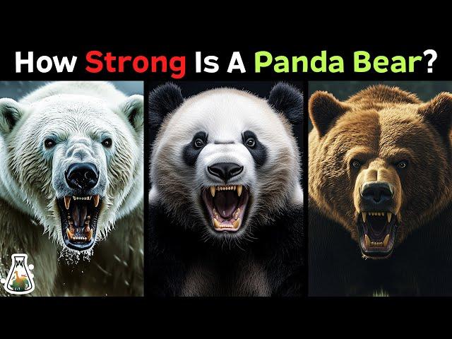 How Strong is a Panda Bear Compared to Other Bears